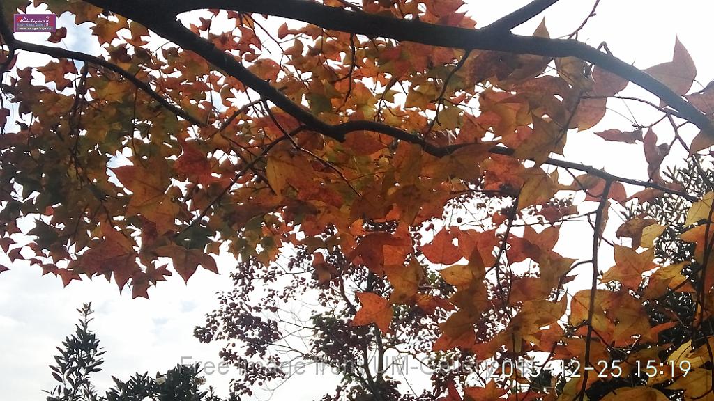20151225red leaves-IMG_151913.jpg